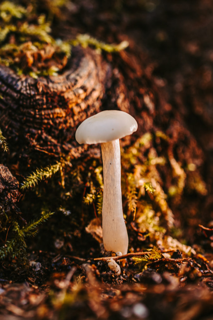 north carolina photographer, Macro photography, fine art photography, Travel photography, Mushroom photography, Common Laccaria Mushroom, Yellowleg Bonnet Mushroom, White Dapperling Mushroom,