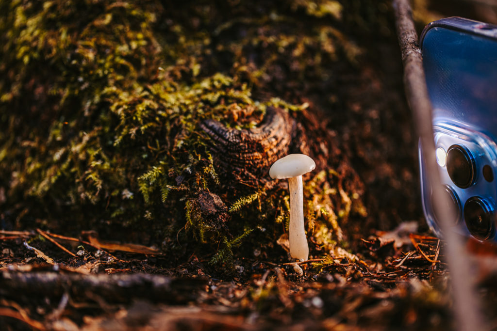 north carolina photographer, Macro photography, fine art photography, Travel photography, Mushroom photography, Common Laccaria Mushroom, Yellowleg Bonnet Mushroom, White Dapperling Mushroom,