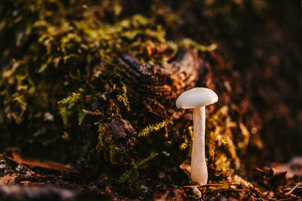 north carolina photographer, Macro photography, fine art photography, Travel photography, Mushroom photography, Common Laccaria Mushroom, Yellowleg Bonnet Mushroom, White Dapperling Mushroom,