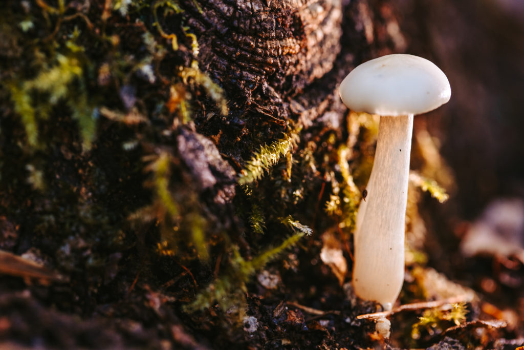 north carolina photographer, Macro photography, fine art photography, Travel photography, Mushroom photography, Common Laccaria Mushroom, Yellowleg Bonnet Mushroom, White Dapperling Mushroom,