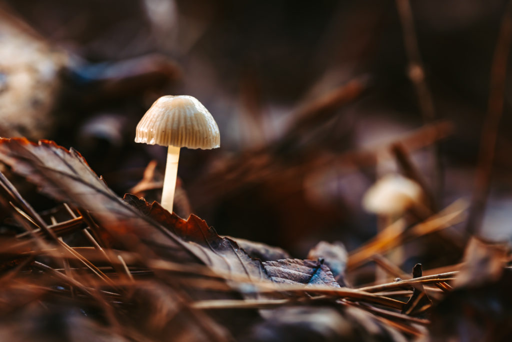 north carolina photographer, Macro photography, fine art photography, Travel photography, Mushroom photography, Common Laccaria Mushroom, Yellowleg Bonnet Mushroom, White Dapperling Mushroom,