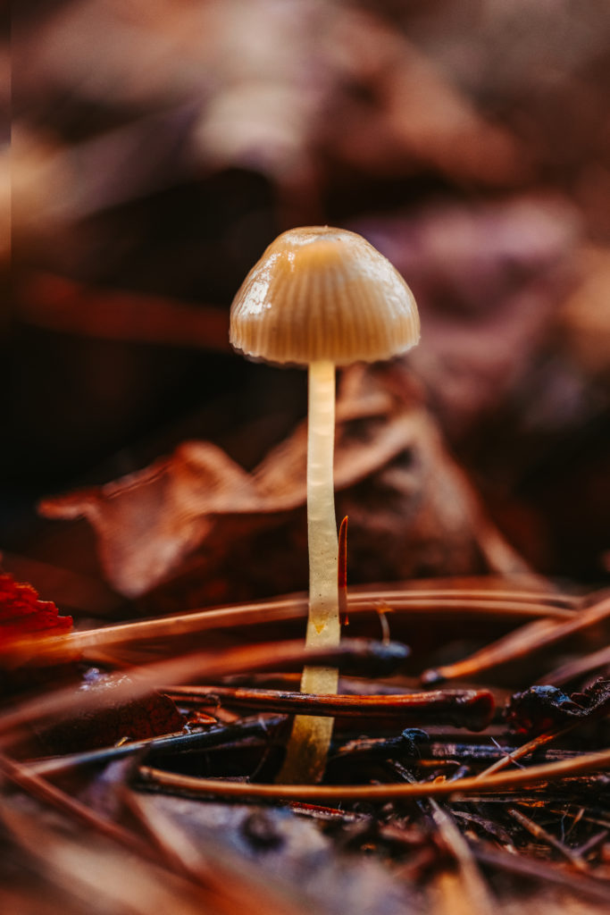 north carolina photographer, Macro photography, fine art photography, Travel photography, Mushroom photography, Common Laccaria Mushroom, Yellowleg Bonnet Mushroom, White Dapperling Mushroom,