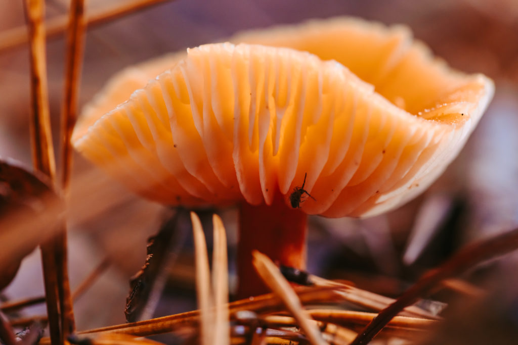 north carolina photographer, Macro photography, fine art photography, Travel photography, Mushroom photography, Common Laccaria Mushroom, Yellowleg Bonnet Mushroom, White Dapperling Mushroom,