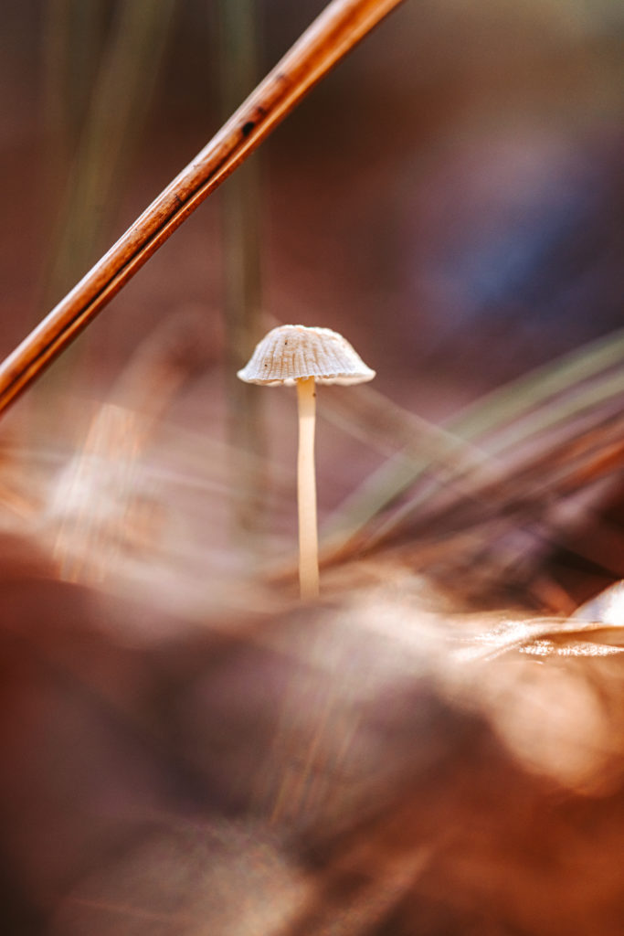 north carolina photographer, Macro photography, fine art photography, Travel photography, Mushroom photography, Common Laccaria Mushroom, Yellowleg Bonnet Mushroom, White Dapperling Mushroom,