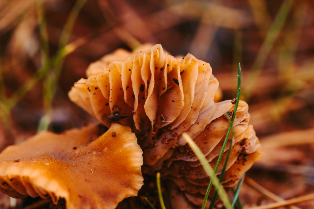 north carolina photographer, Macro photography, fine art photography, Travel photography, Mushroom photography, Common Laccaria Mushroom, Yellowleg Bonnet Mushroom, White Dapperling Mushroom, 