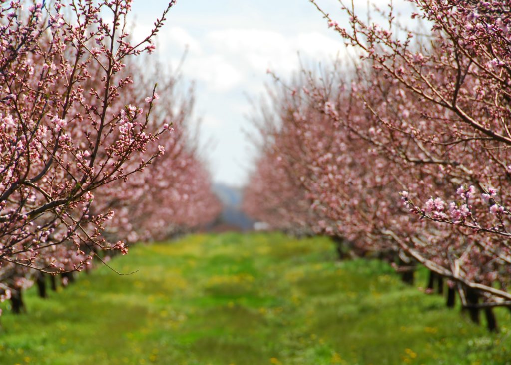 Peach Bloom Mini sessions, Peach Blooms, Peach Bloom Orchards, Peach Blooms North Carolina, North Carolina Blooms, North Carolina Orchards, North Carolina Peach Bloom Mini sessions, Mini Sessions, Spring Mini Session ideas, Spring Mini's, North Carolina Photographer, North Carolina Family Photographer, North Carolina Living, Family Photography, Lifestyle Photography, North Carolina, Millstone Creek Orchards, 