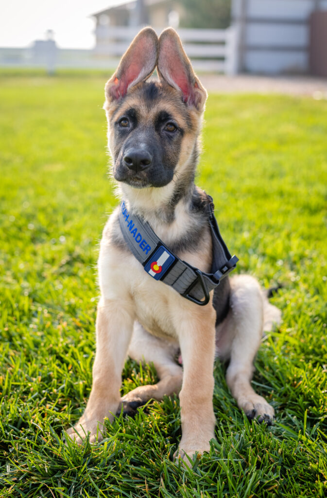 Baby German Shepherd in front yard for pet portrait by RattTrap Artistry 