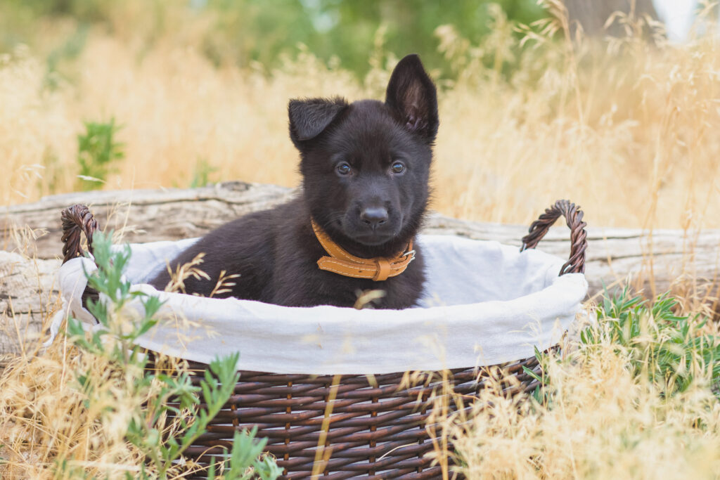 All Black German Shepherd puppy in a basket for pet portrait by RattTrap Artistry 