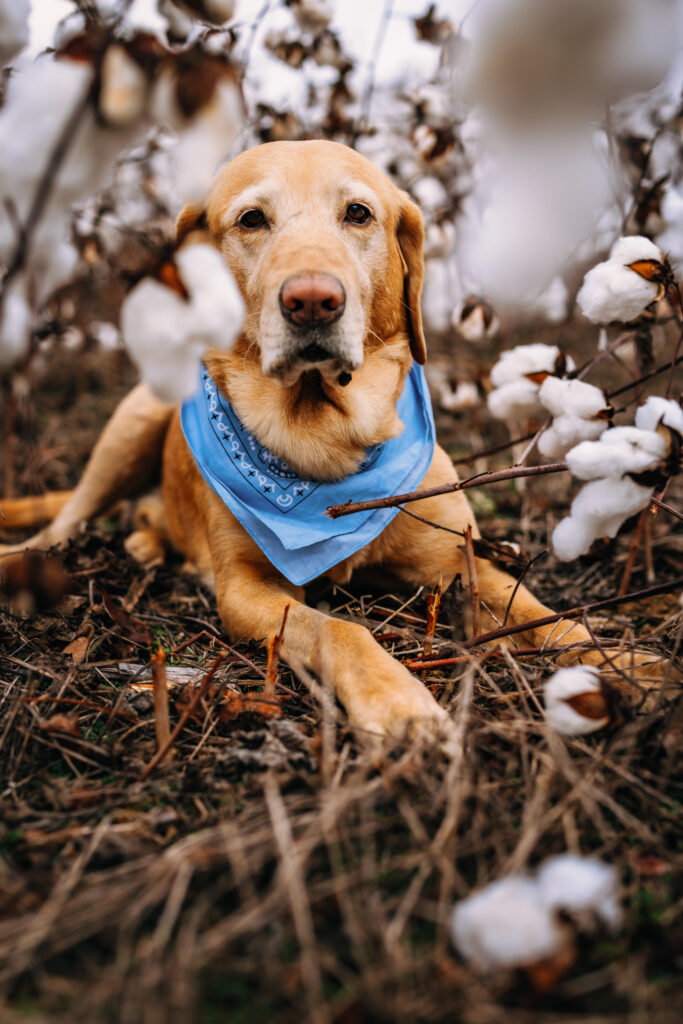 Dog in a field of cotton in North Carolina Captured by North Carolina Photographer RattTrap Artistry 