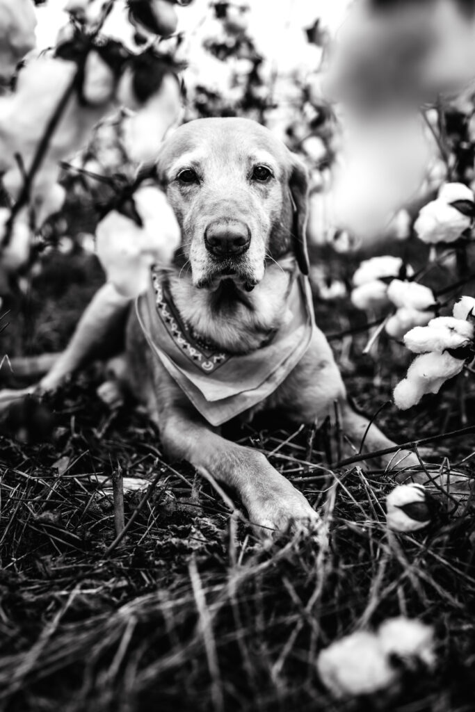 Black and white portrait of a dog in a field of cotton in North Carolina 