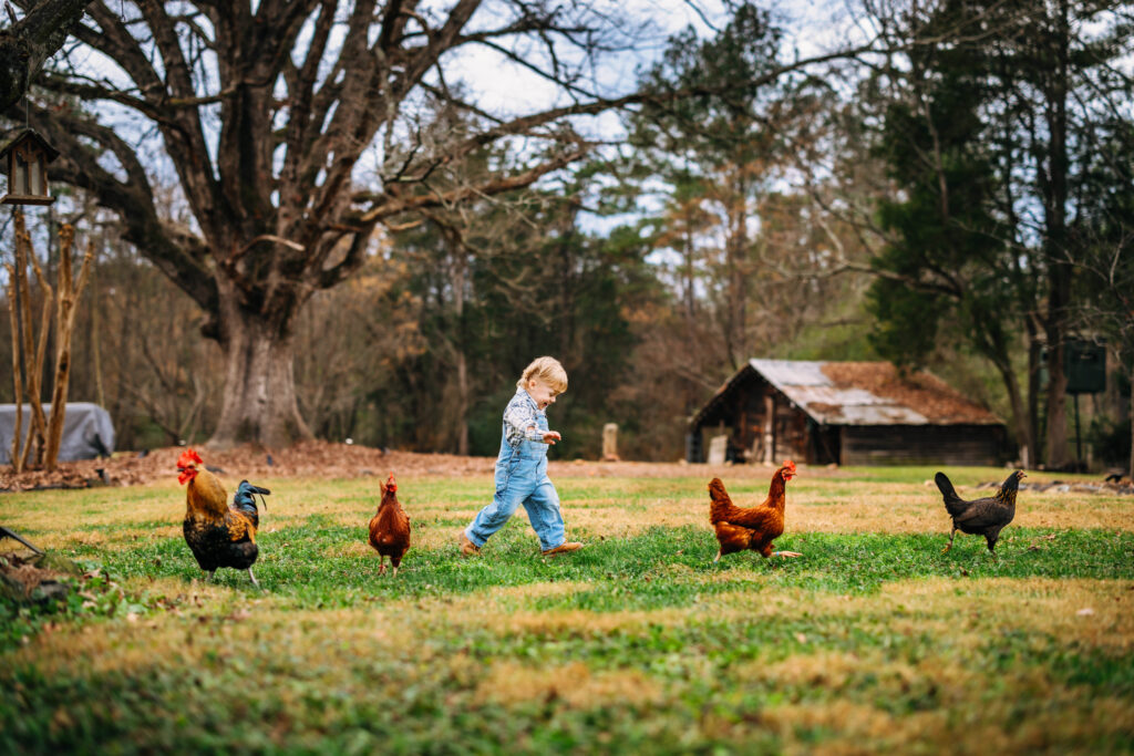 Toddler Boy Chasing Chickens on private property at family session in North Carolina Captured by RattTrap Artistry 