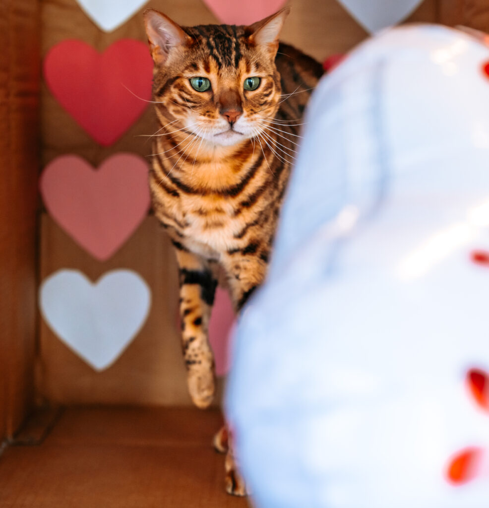 Bengal Cat in cardboard box themed for DIY Valentine's Day photos 