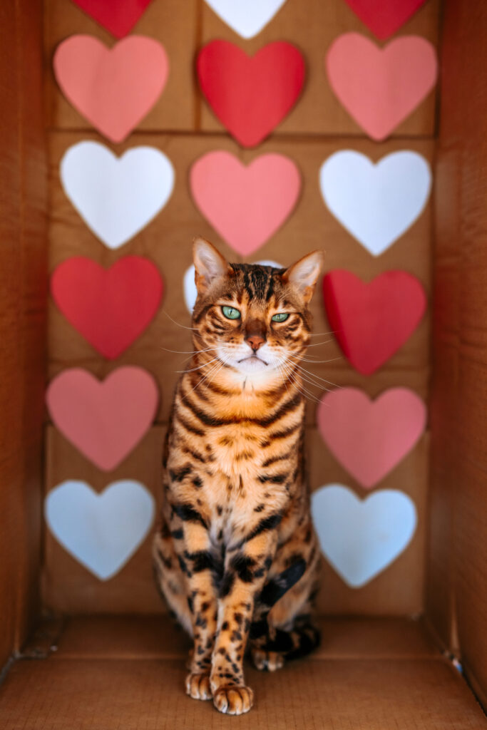 Bengal Cat in a cardboard box themed for Valentines Day Photos with RattTrap Artistry 