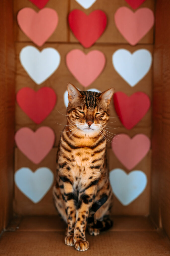 Bengal Cat in themed cardboard box for valentines day photos 