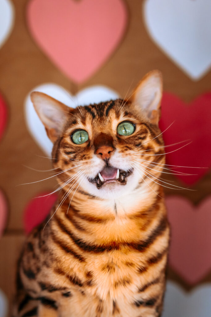 Bengal Cat Smiling for themed valentines day photos in a Cardboard box for DIY fun photo idea