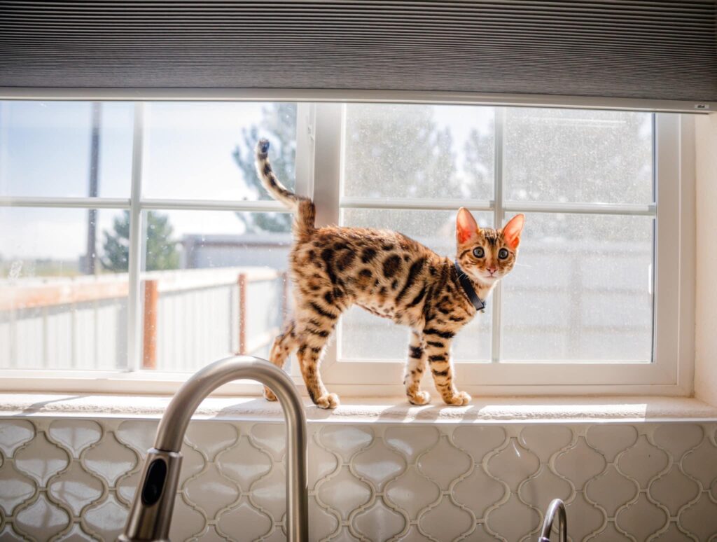 Bengal Kitten in the windowsill for pet portrait by RattTrap Artistry 