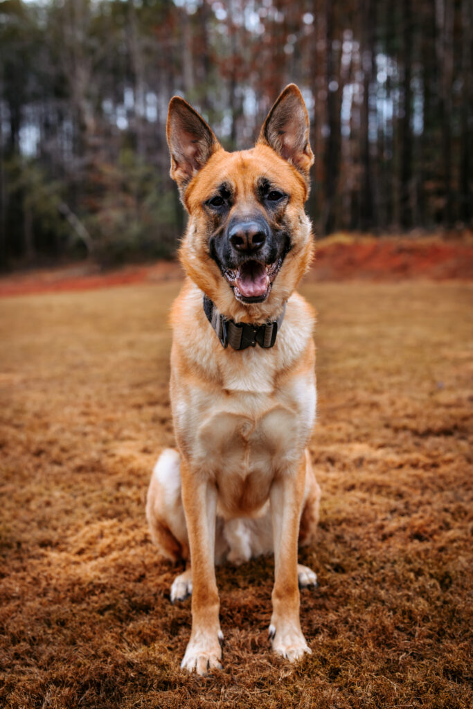 Portrait of a german shepherd. By North Carolina Photographer RattTrap Artistry 