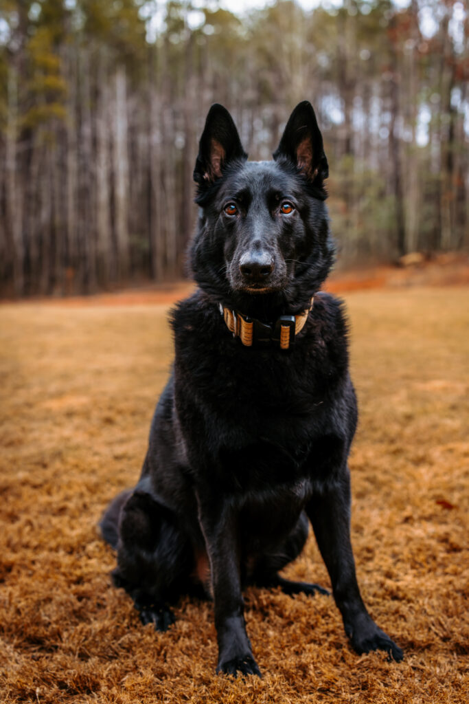 Portrait of an all black german shepherd. By North Carolina Photographer RattTrap Artistry 