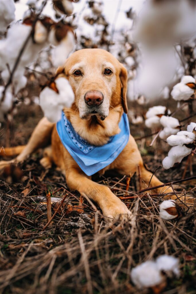 Dog laying in a field of cotton for pet portrait at North Carolina Family Photo session with RattTrap Artistry 